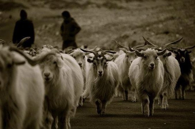 Pashmina Goat